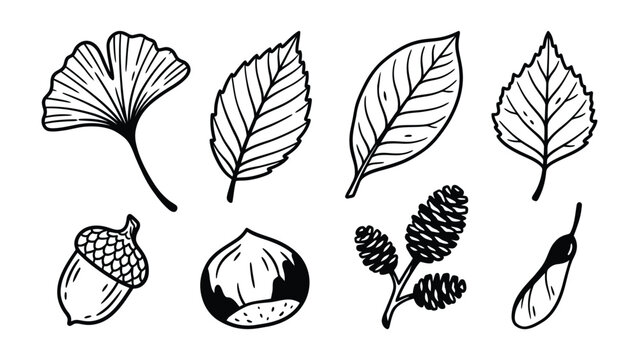 Autumnal Elements: A collection of hand-drawn botanical elements featuring distinct leaf shapes, an acorn, a hazelnut, pinecones, and a samara, representing the essence of autumn and nature's bounty.