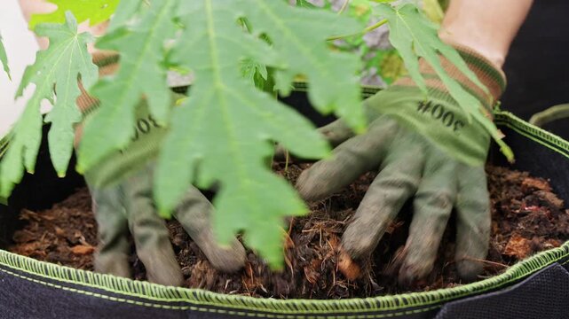 Gloved Hands Firm Soil Around a Young Papaya Plant in a Fabric Grow Bag, Supporting Care and Plant Growth
