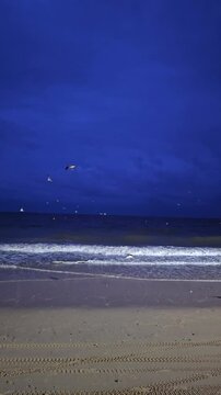 Seagulls at Daecheon Beach, South Korea