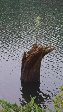 Dead Tree Trunk in Water