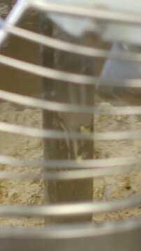 continuous close view of small animal cage interior, with cage, wire, bars, enclosure detail, showing habitat, pet, bedding, substrate context