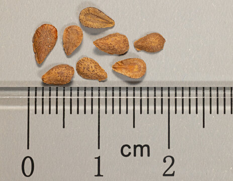 The seeds of Butterfly Weed, Asclepias tuberosa with a ruler for scale.