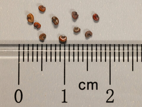 Seeds of a Royal catchfly plant, Silene regia, with a ruler for scale.