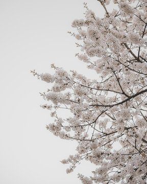 cherry blossom tree