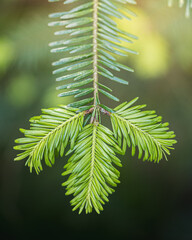 fir branch © Elena