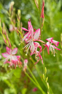 Rosy Jane Wand flowers blooming in the park