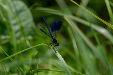 Blue dragonfly resting on a plant, © Mathis