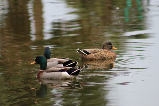 three mallard ducks swimming on a calm body of water