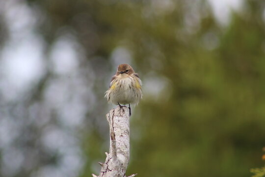 a small, puffed-up songbird perched on top of a weathered, vertical tree branch against a softly blurred background. Yellow-rumped Warbler.