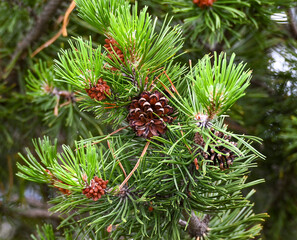 pine tree branches with cones © Ann