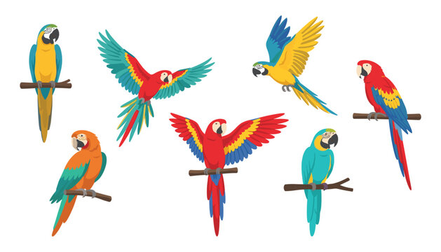 Colorful tropical macaw parrot vector collection featuring scarlet and blue-and-yellow parrots flying and perched on wooden branches
