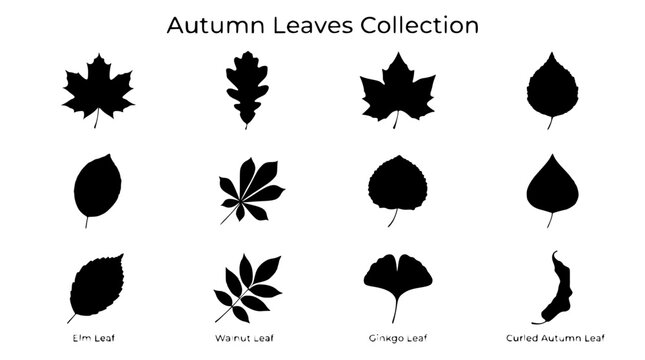 Autumn Leaves Collection Black Silhouette Botanical Vector Set
