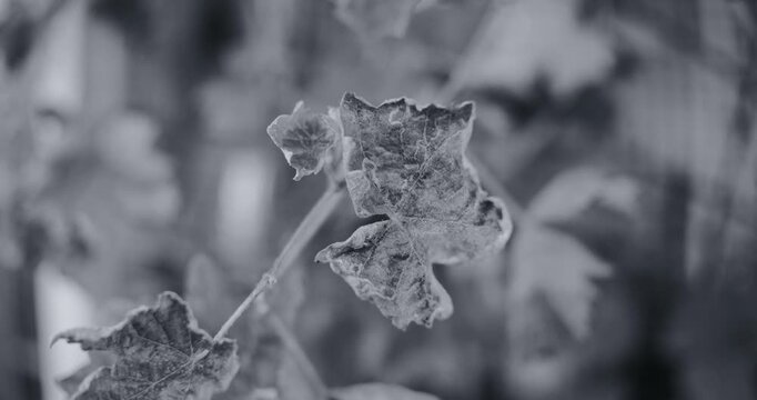 Black and white photo of dry, shriveled grape leaves on a vine. Crumpled textured foliage highlights autumn decay against a soft blurred background with vintage film grain aesthetic.