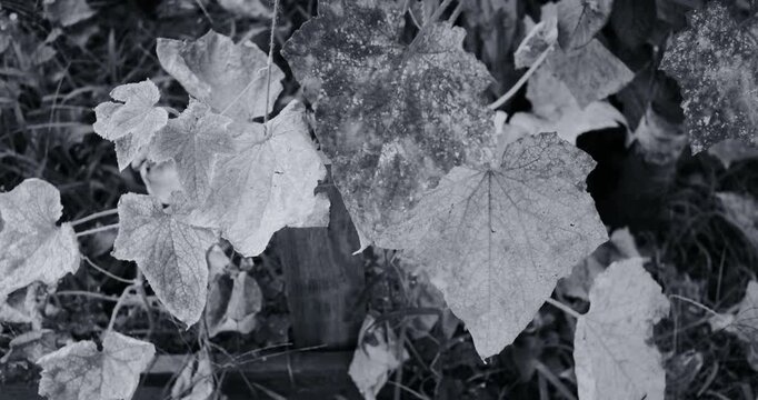 Black and white photo of dry, shriveled grape leaves on a vine. Crumpled textured foliage highlights autumn decay against a soft blurred background with vintage film grain aesthetic.
