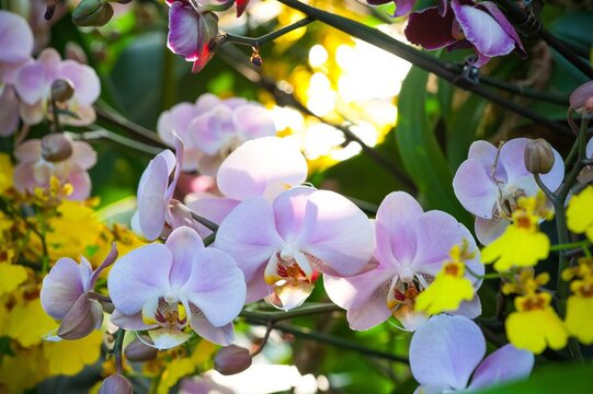 Vibrant pink orchids backlit by sunlight with tropical flowers and soft bokeh