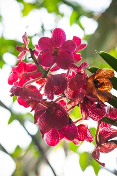 Vibrant pink orchids backlit by sunlight with tropical flowers and soft bokeh