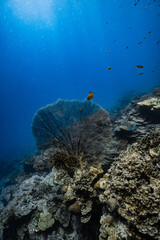Giant sea fan gorgonian on healthy tropical coral reef with sunlight in ocean. © PIPE DIVE UNDERWATER