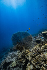 Giant sea fan gorgonian on healthy tropical coral reef with sunlight in ocean. © PIPE DIVE UNDERWATER