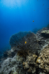 Giant sea fan gorgonian on healthy tropical coral reef with sunlight in ocean. © PIPE DIVE UNDERWATER