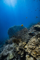 Giant sea fan gorgonian on healthy tropical coral reef with sunlight in ocean. © PIPE DIVE UNDERWATER