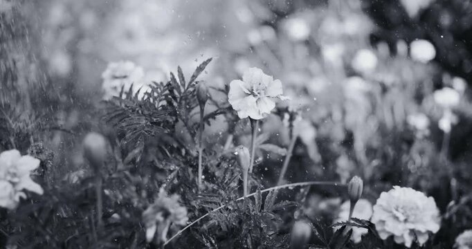 Black and white photo of marigold flowers under rain. Water droplets fall on delicate petals and leaves against a softly blurred garden background with a tree trunk. Peaceful nature scene.
