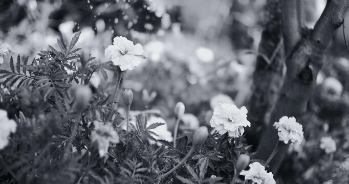 Black and white photo of marigold flowers under rain. Water droplets fall on delicate petals and leaves against a softly blurred garden background with a tree trunk. Peaceful nature scene.