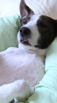Small dog reclines against pale cushion, breathing softly and gazing toward camera with sleepy eyes. White muzzle, dark mask, and upright ear stand out against bright bedding in quiet home light.