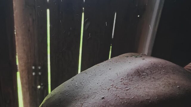Person's glistening back is featured in a close up shot during a traditional sauna venik massage. Birch leaves gently fall onto the skin as water cascades nearby
