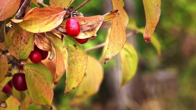 Ripe Cornelian Cherries Growing Among Autumn Leaves