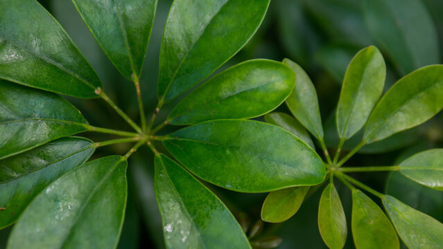 Umbrella Plant Schefflera arboricola Radiating Glossy Leaflets Seen from Above &mdash; Concept: Indoor Plant Care and Biophilic Interior Design, Tropical Houseplant Collection, Symmetrical Green Botanical B