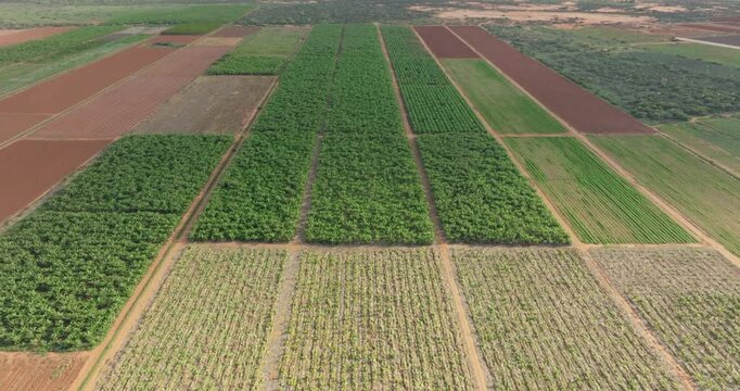 Aerial View of Crop Plantations, Carnarvon Western Australia, 4K Drone