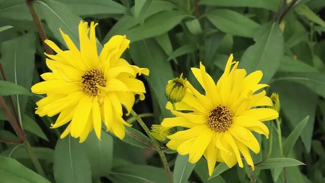 Helianthus annuus 'Monarch' a tall summer flower plant with summertime yellow petals commonly known as a sunflower, gardening stock video footage clip