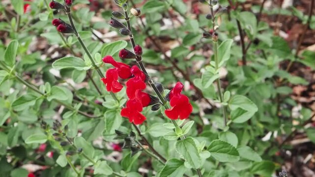 Salvia x jamensis 'Royal Bumble' a summer autumn fall flowering plant with a red summertime flower commonly known as sage, gardening stock video footage clip