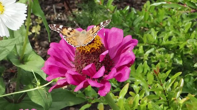Small tortoiseshell butterfly (Aglais urticae) feeding on a pink zinnia flower, for a nature and wildlife documentary, butterflies stock video footage clip