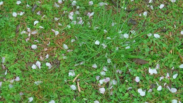 足元の草の上に散った桜の花びらを眺めるようにチルトアップ