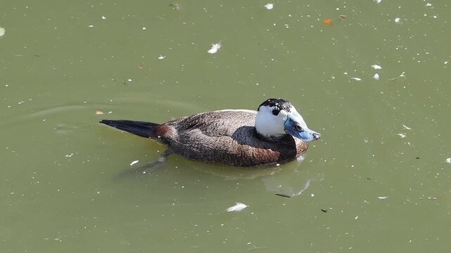 Male white-headed duck (Oxyura leucocephala) with distinct blue bill floating on a calm pond, captured in slow motion, birds stock video footage clip