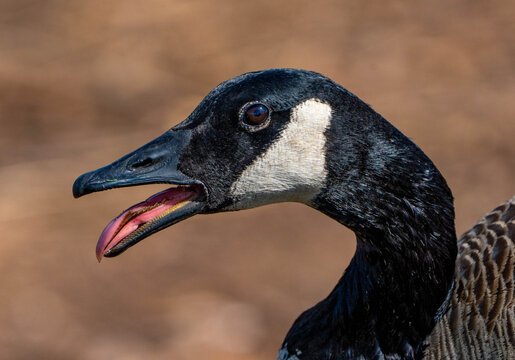close up of a goose