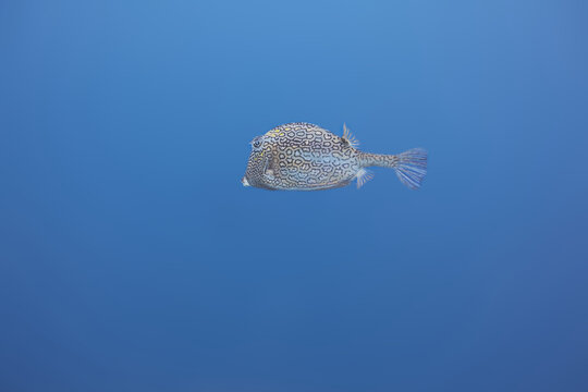 Colorful boxfish swimming in clear blue tropical water
