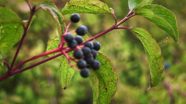 Black Dogwood Berries Growing Among Green Leaves