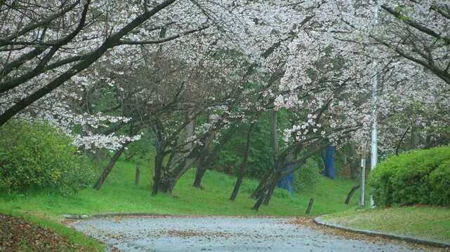 満開の桜を濡らす春の雨。公園の小道を覆う桜のアーチ
