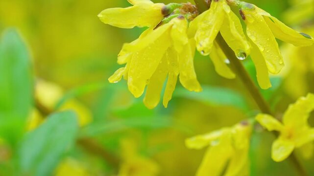 満開のレンギョウを濡らす春の雨。黄色い花びらに光る雨粒