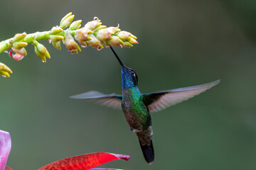 Fototapeta premium Magnificent Hummingbird (Eugenes fulgens) male flying to get nectar from a beomelia in the rainforest in San Gerardo del dota, Savegre, Costa Rica