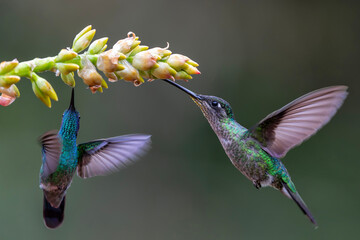 Fototapeta premium Magnificent Hummingbird (Eugenes fulgens) male flying to get nectar from a beomelia in the rainforest in San Gerardo del dota, Savegre, Costa Rica