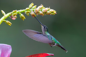 Fototapeta premium Magnificent Hummingbird (Eugenes fulgens) male flying to get nectar from a beomelia in the rainforest in San Gerardo del dota, Savegre, Costa Rica