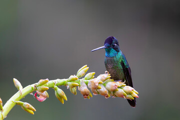 Fototapeta premium Magnificent Hummingbird (Eugenes fulgens) male flying to get nectar from a beomelia in the rainforest in San Gerardo del dota, Savegre, Costa Rica
