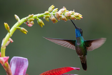 Fototapeta premium Magnificent Hummingbird (Eugenes fulgens) male flying to get nectar from a beomelia in the rainforest in San Gerardo del dota, Savegre, Costa Rica