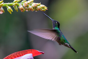 Fototapeta premium Magnificent Hummingbird (Eugenes fulgens) male flying to get nectar from a beomelia in the rainforest in San Gerardo del dota, Savegre, Costa Rica