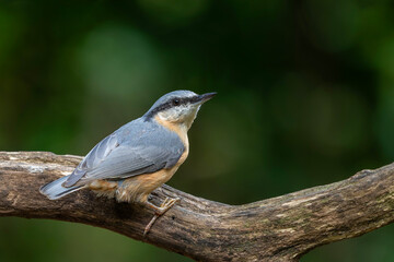 Fototapeta premium The Eurasian nuthatch or wood nuthatch (Sitta europaea) sitting in the forest in the Netherlands with a nice background