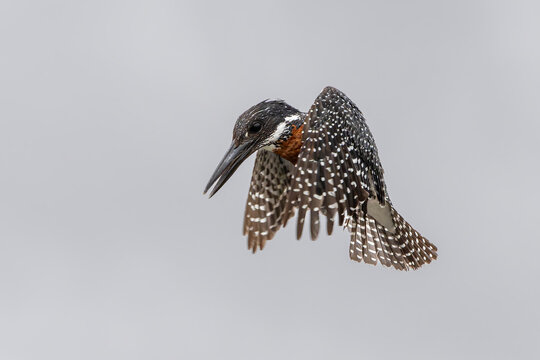 Giant Kingfisher (Megaceryle maxima) fishing around the old ponton bridge in the Olifants river in Kruger Natioanl Park South Africa 