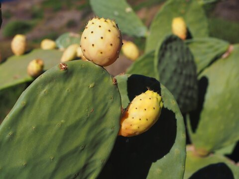 Ripe prickly pear fruits growing on cactus pads in sunny Mediterranean landscape